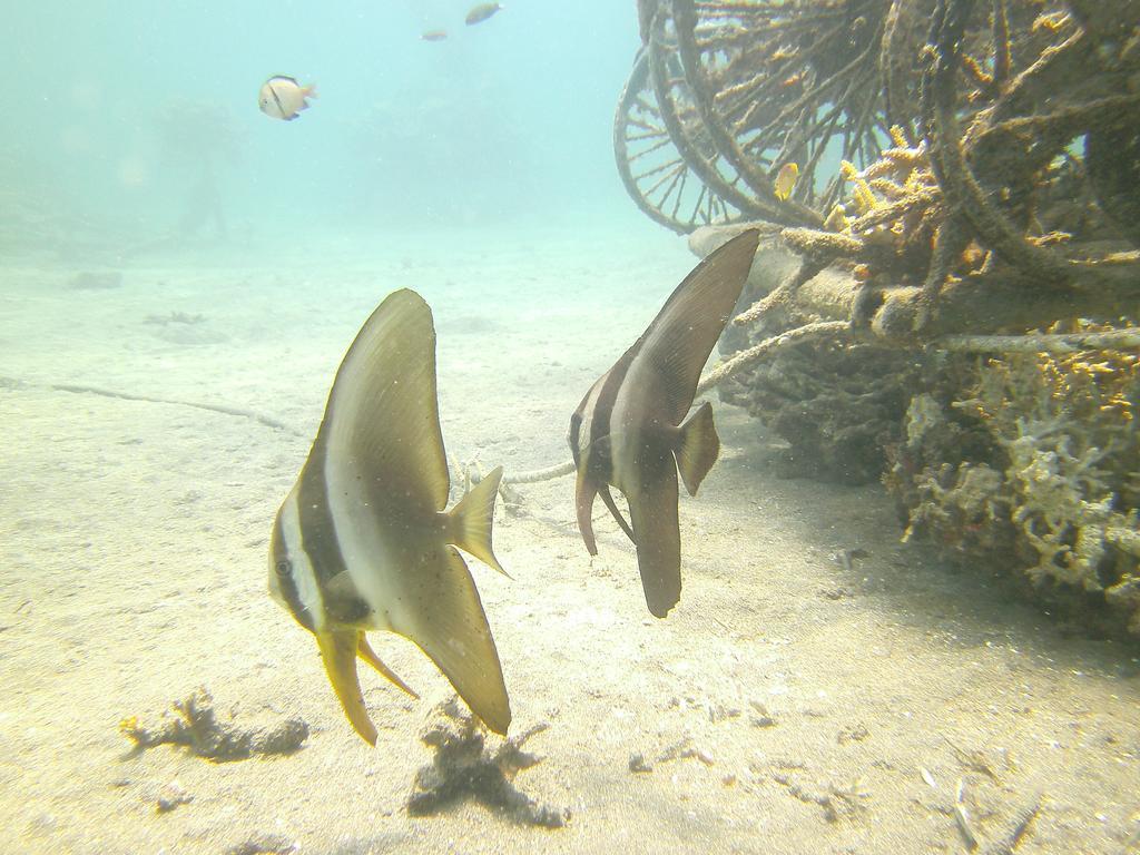 Biorock Homestay & Dive Center Pemuteran エクステリア 写真