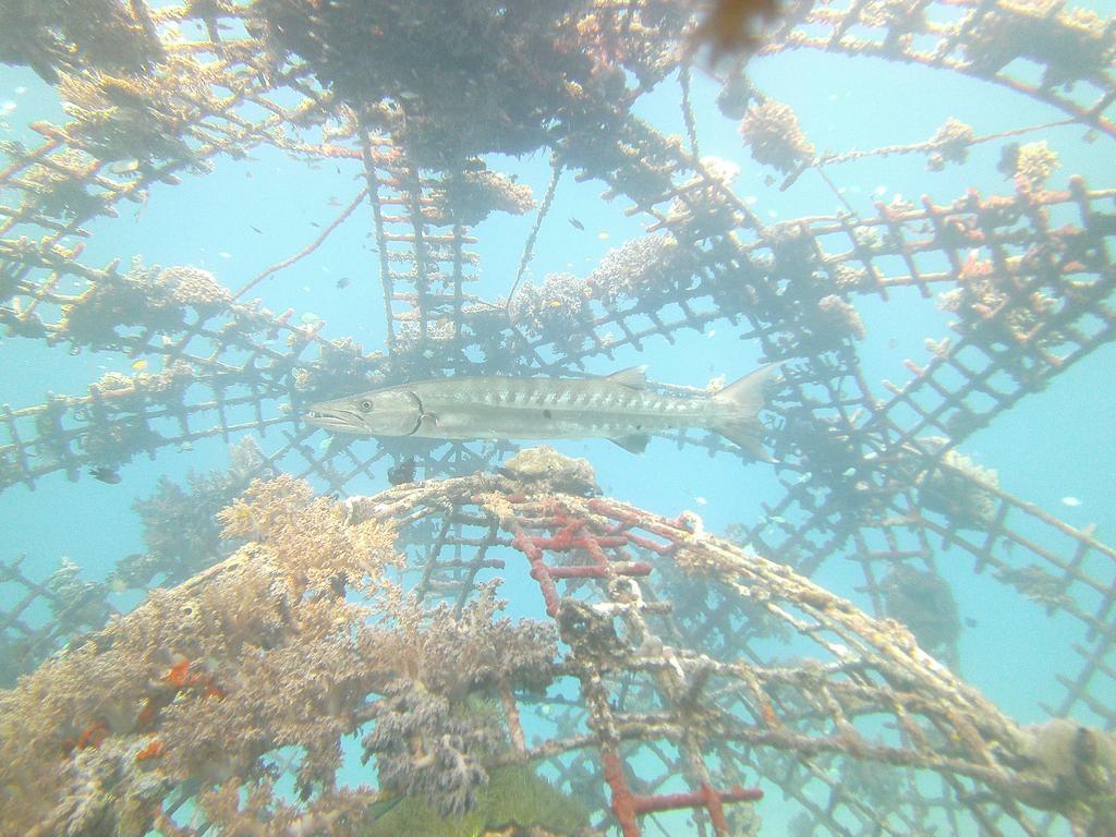 Biorock Homestay & Dive Center Pemuteran エクステリア 写真