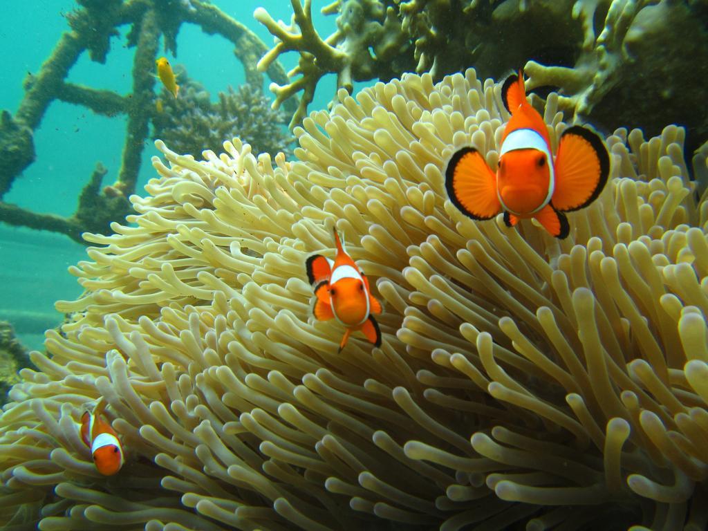 Biorock Homestay & Dive Center Pemuteran エクステリア 写真
