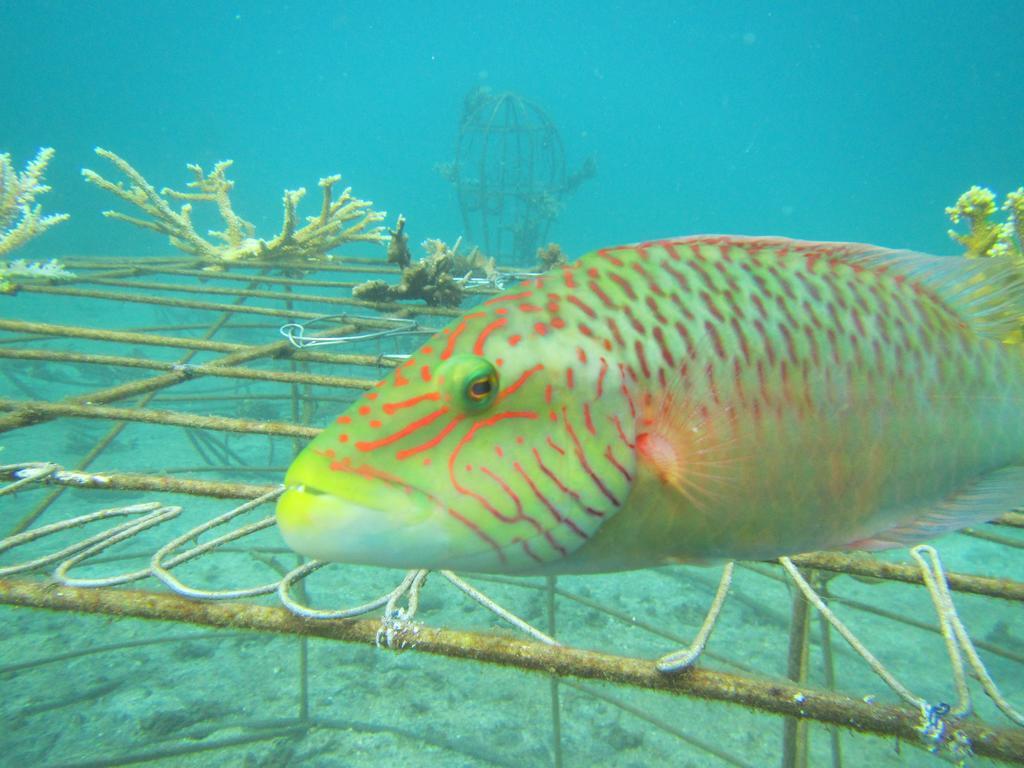 Biorock Homestay & Dive Center Pemuteran エクステリア 写真