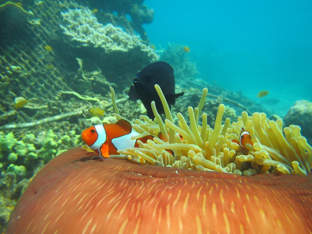 Biorock Homestay & Dive Center Pemuteran エクステリア 写真