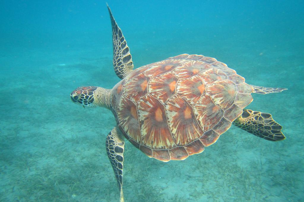 Biorock Homestay & Dive Center Pemuteran エクステリア 写真