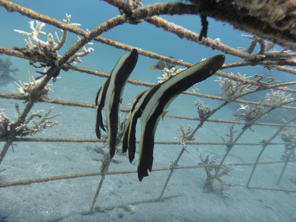 Biorock Homestay & Dive Center Pemuteran エクステリア 写真