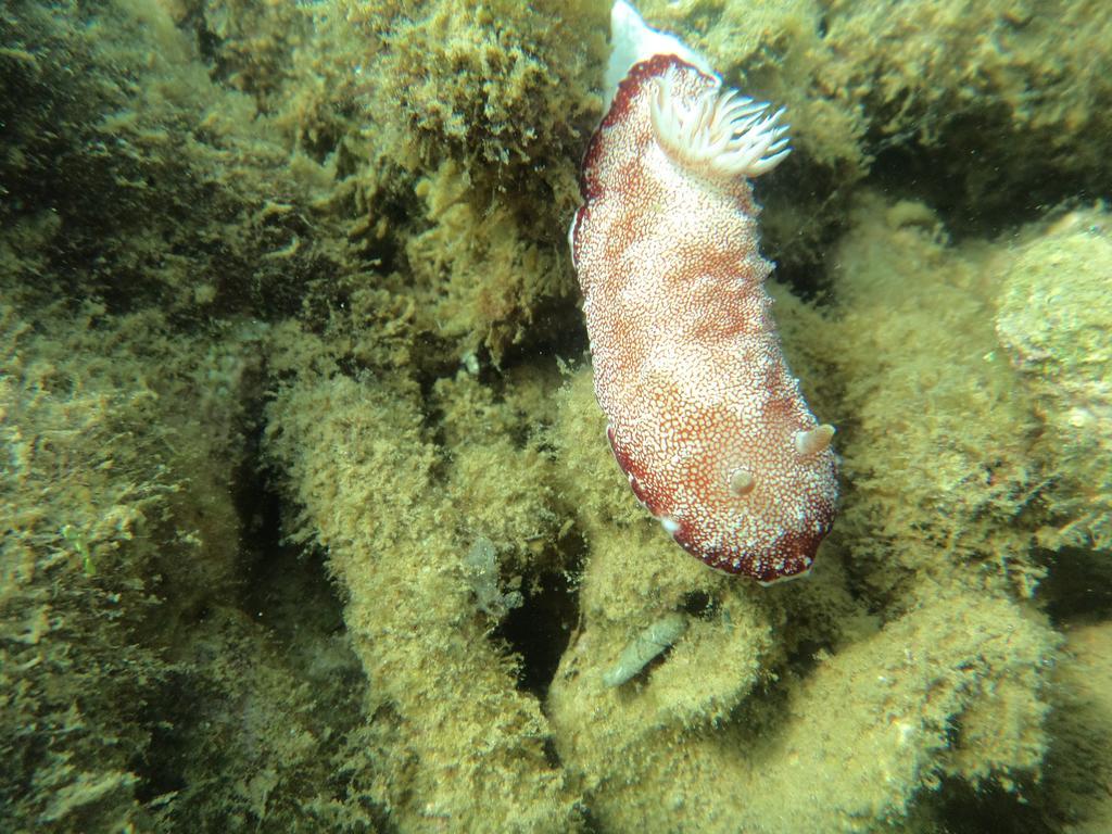 Biorock Homestay & Dive Center Pemuteran エクステリア 写真