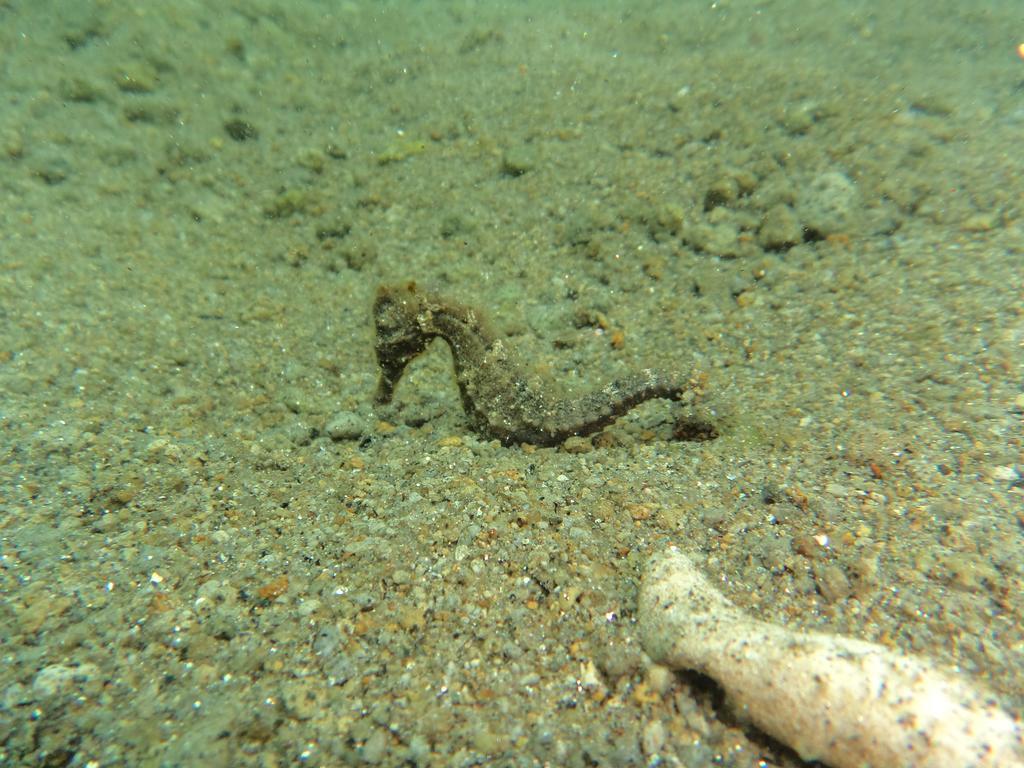 Biorock Homestay & Dive Center Pemuteran エクステリア 写真